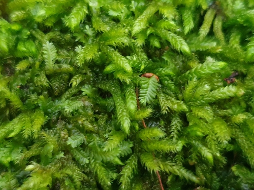 Scleropodium touretii observed 2026-09-19