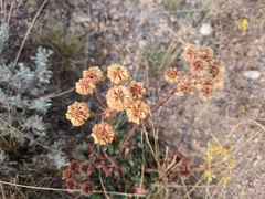 Eriogonum umbellatum, photograph (c) Steven Bodzin, some rights reserved (CC BY)