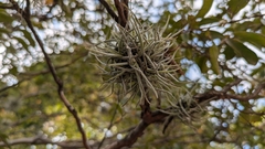Tillandsia recurvata, photograph (c) Arturo Crespo Moctezuma, some rights reserved (CC BY)