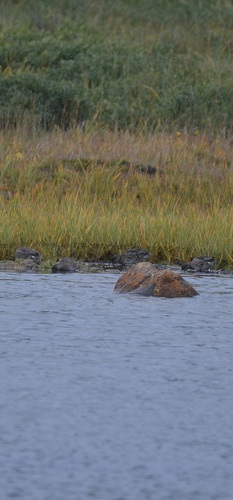 Green-winged Teal