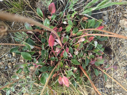 Eriogonum umbellatum, photograph 4