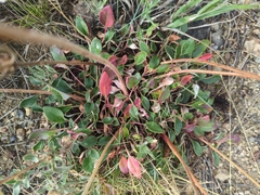 Eriogonum umbellatum, photograph (c) Steven Bodzin, some rights reserved (CC BY)