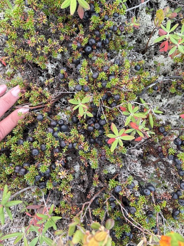black crowberry