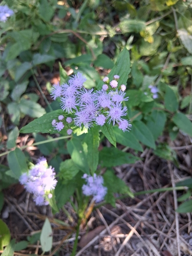 blue mistflower