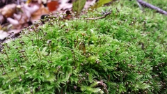 Sciuro-hypnum reflexum