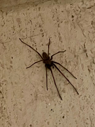 Giant House Spider