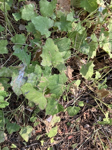 American trailplant