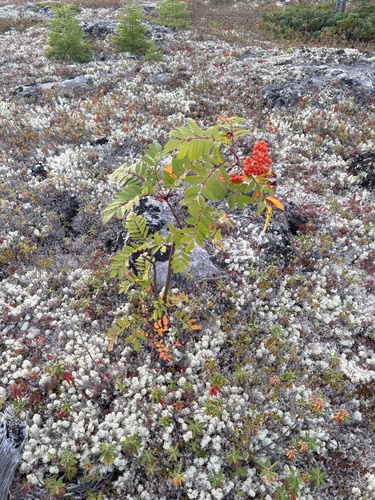 showy mountain-ash