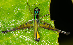 Eumastacidae