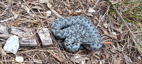 Lataste's Viper