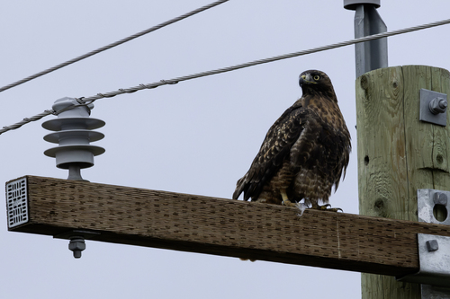 Red-tailed Hawk