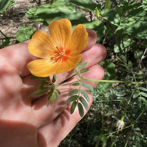 Kallstroemia grandiflora, photograph 4