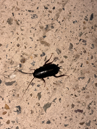 Oriental Cockroach