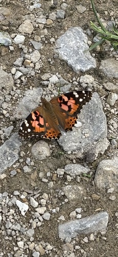 Painted Lady