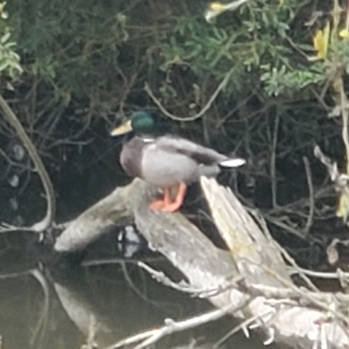 Mallard