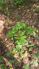Polymnia canadensis