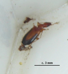 Xenitenus dilucidus