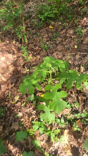 Polymnia canadensis, photograph 2