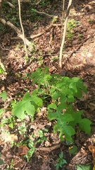 Polymnia canadensis, photograph author not stated, no rights reserved