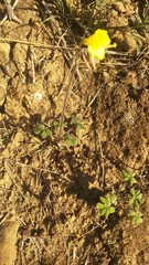 Oxalis pes-caprae sericea