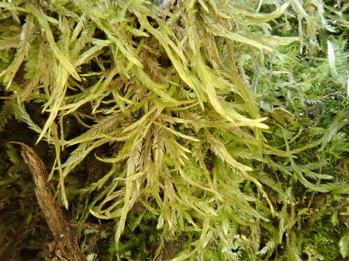 Catagonium nitens observed 2026-09-19