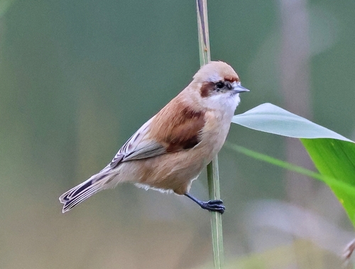 Eurasian Penduline-Tit