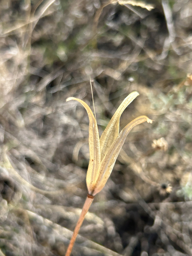 Calochortus macrocarpus, photograph 1