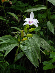 Image of Sobralia rosea