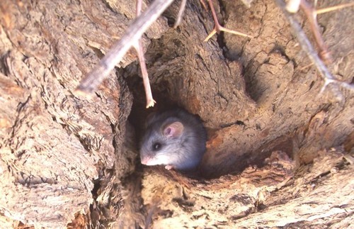Black-tailed Thallomys