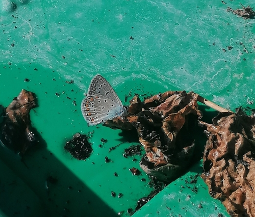 Common Blue