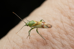 Megalodactylus macularubra