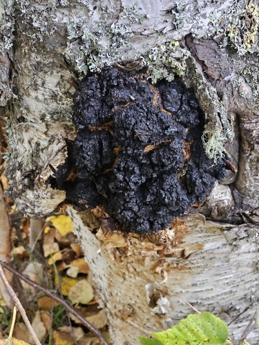 chaga