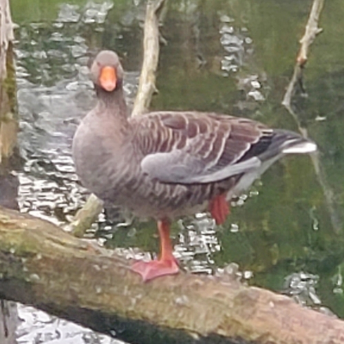 Greylag Goose