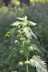Urtica pilulifera