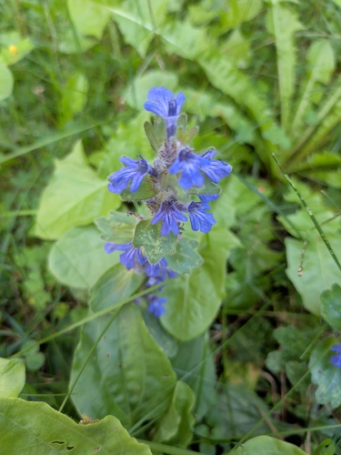 Ajuga genevensis, 2026-09-18