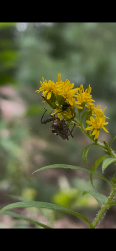 Spiny Assassin Bug