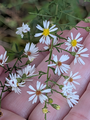 frost aster