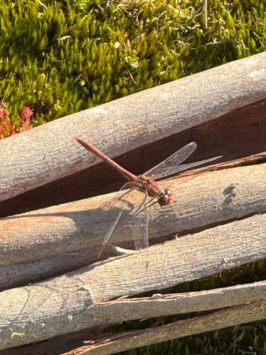Wandering Percher