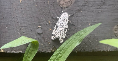 Giant Leopard Moth