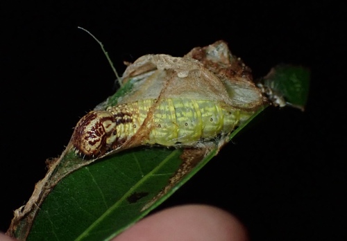 Chiridota observed 2026-09-13
