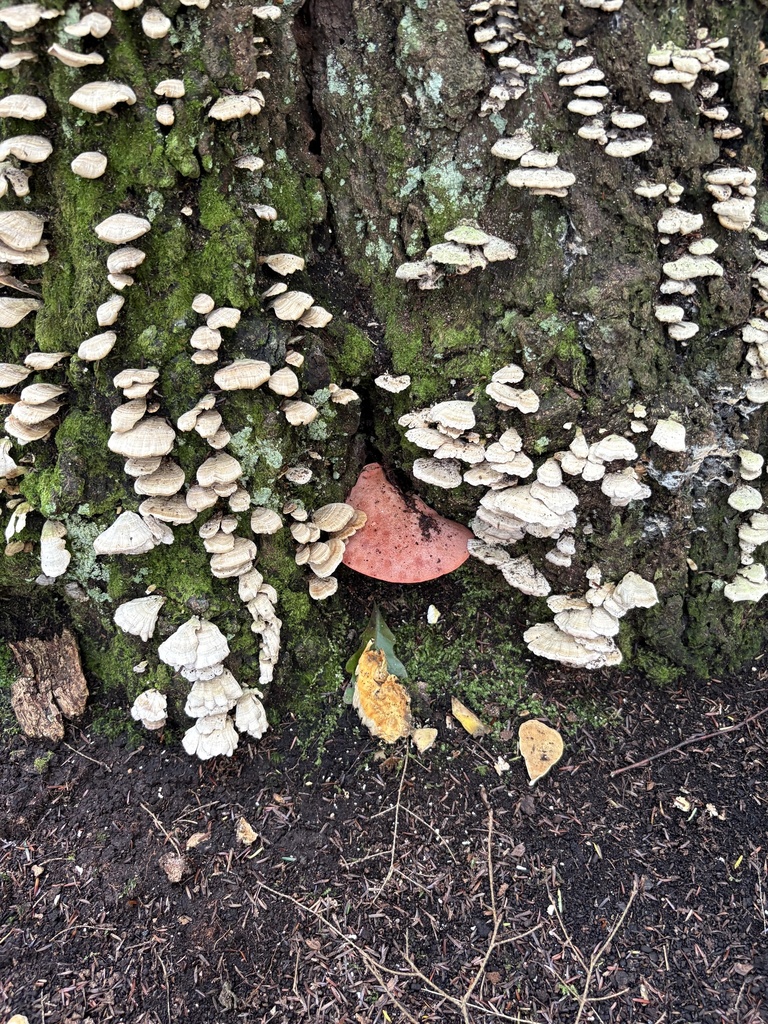 Fistulina americana · September 2026 · photo: Photo: (c) Luca Gagliano, some rights reserved (CC BY) · iNaturalist