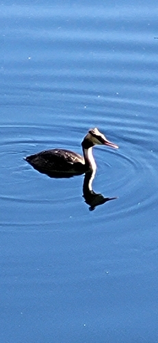 Great Crested Grebe