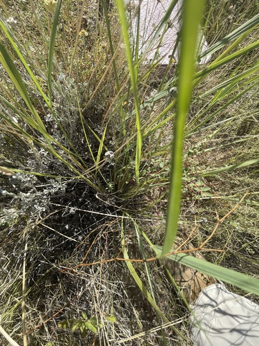 Eragrostis echinochloidea, photograph 3