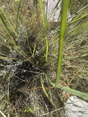 (c) Perry Grissom, some rights reserved (CC BY) Eragrostis echinochloidea, photograph (c) Perry Grissom, some rights reserved (CC BY)