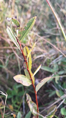 Myrtle-leaved Willow
