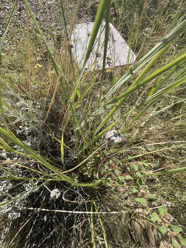 Eragrostis echinochloidea, photograph 4