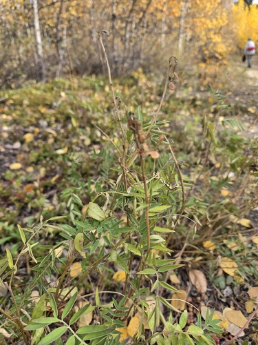 Hedysarum boreale, photograph 1