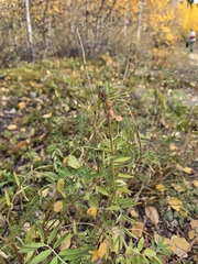 Hedysarum boreale
