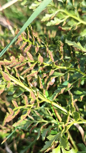 serpentine spleenwort
