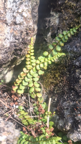 adulterated spleenwort